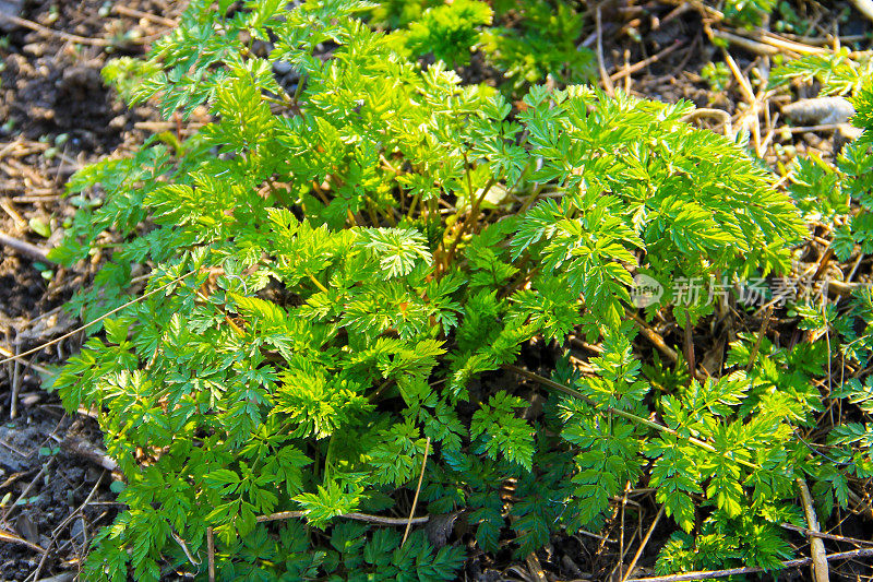 绿毒芹斑叶植物(Conium Maculatum)